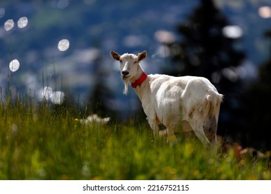 Goat Farm In The French Alps.  France. 