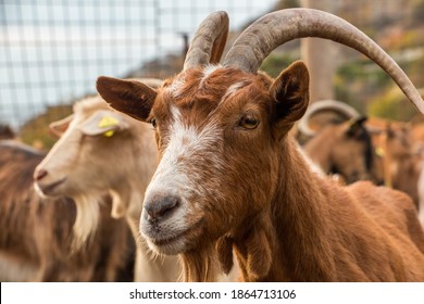 Goat farming. Domestic goats on a farm 