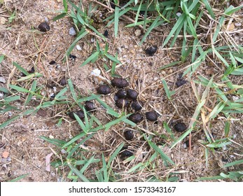 Goat Feces On Sand Stock Photo (Edit Now) 1573343167