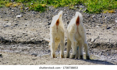 Goat Feeding Themselves On The Land 