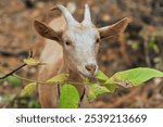 Goat in the forest grazing, eating, chewing green leaves from trees. Photo, concept of animal in pasture.