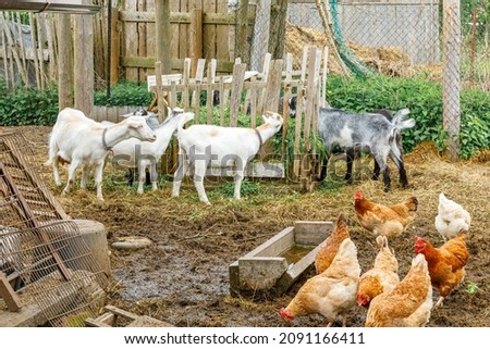 Goat and free range chicken on organic animal farm freely grazing in yard on ranch background. Hen chickens domestic goat graze in pasture. Modern animal livestock, ecological farming. Animal rights