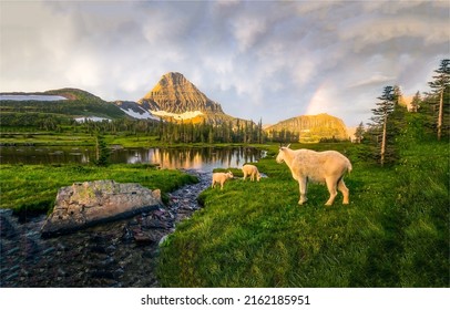 Goat with goats on the shore of a mountain lake. Goats on mountain meadow. Pasture on mountain goat farm