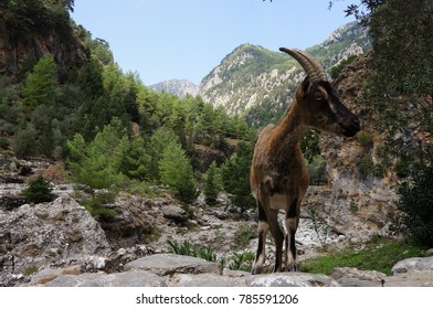 Goat At Samariá Gorge, National Park, Creete, Greece