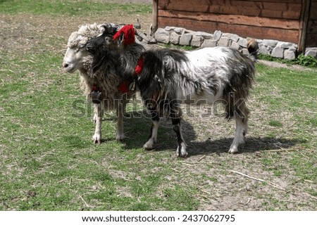 goat grazing with brown sheep in corral at farm.A horned goat gently caresses a sheep.Goats and sheep together.
