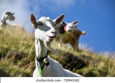 Goat grazing in a funny way on a hill, its goatee waving in the wind, with more goats scattered in the background out of focus - Powered by Shutterstock