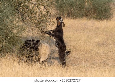 Goat grazing on berries at Desert National Park in Rajasthan, India - Powered by Shutterstock