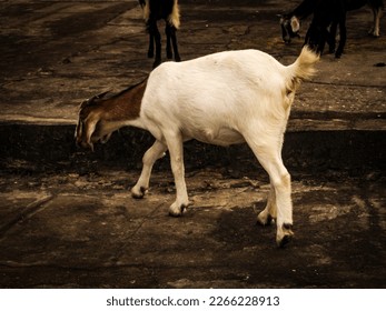 A goat grazing outdoors, with the background blurred. - Shutterstock ID 2266228913