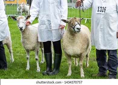 Goat Handlers Showing Livestock At County Show.