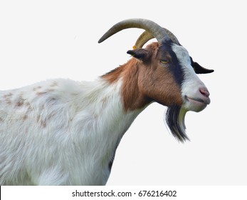 Goat. Head of a goat, isolated
