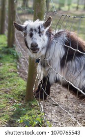 A Goat With It's Head Stuck In A Fence