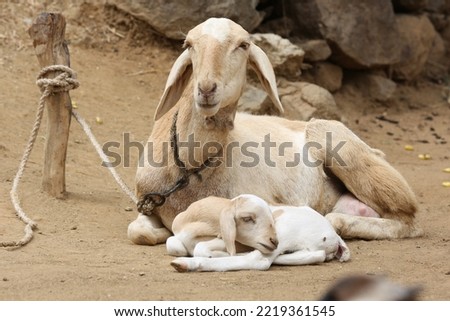 Similar – Image, Stock Photo True love Animal Soft