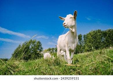 Goat Herd in the Sunny Village with Blue Sky Background. High quality photo - Powered by Shutterstock