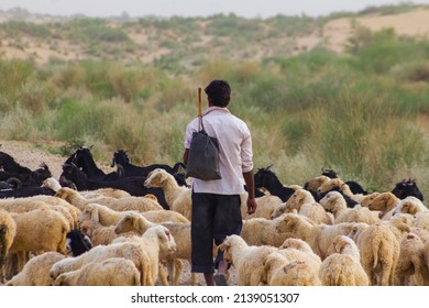 A Goat Herder With His Goats In Plains Of North India In Rajasthan. 