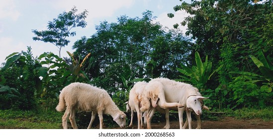 Goat Herder In The Rice Field