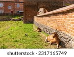 Goat herding in front of the main entrance and gatehouse of Stargard Castle, a 12th century medieval hilltop castle, in Burg Stargard, Mecklenburg-Western Pomerania, Germany.