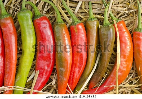 Goat Horn Hot Pepper Stock Photo Edit Now 519195634