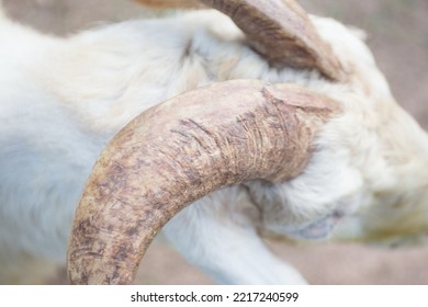 Goat horn is on top head. - Shutterstock ID 2217240599