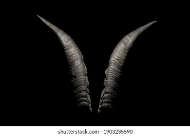 Goat horns isolated on a black background. Satanic symbol. Occult, spiritualism, witchcraft concept.
