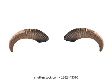 Goat Horns Isolated On A White Background