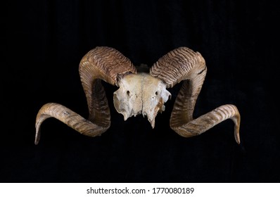 Goat Horns And Skull Isolated On Black Background