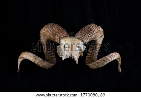 goat horns and skull isolated on black background