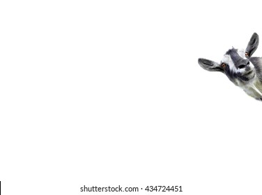 Goat  Isolated On White