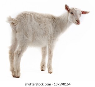 A Goat Isolated On White Background