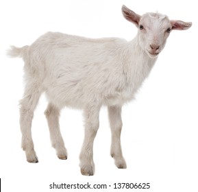 A Goat Isolated On A White Background