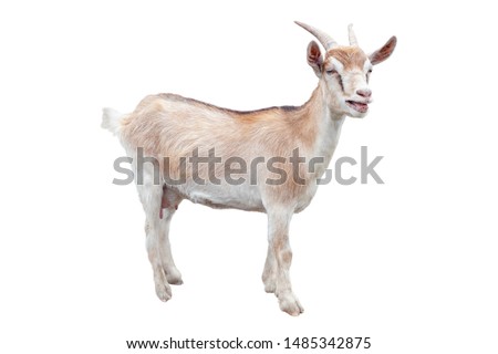 Goat isolated on a white background. Farm animal.