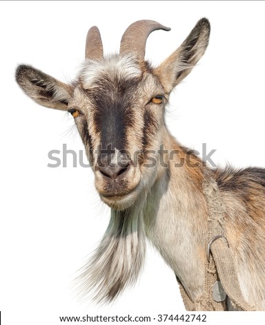 Goat isolated on a white background. Transparent PNG file available