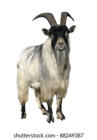   goat. Isolated over white background