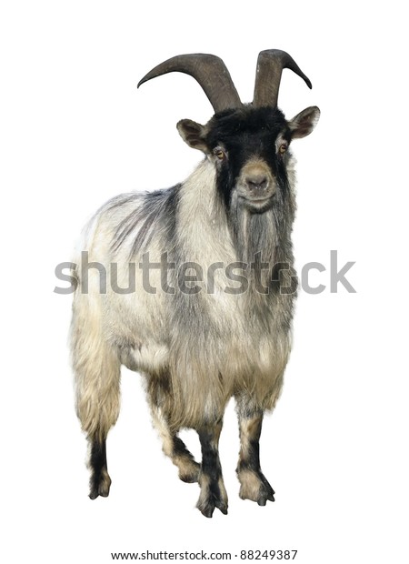 Goat Isolated Over White Background Stock Photo (Edit Now) 88249387