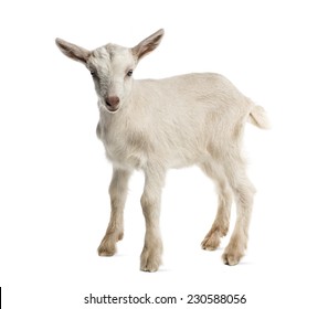 Goat picture for kids eyes glasses walmart