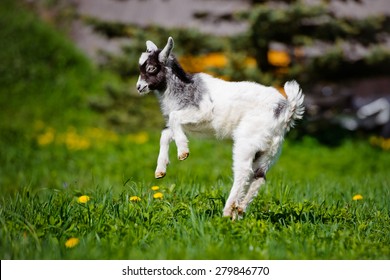  Goat Kid Jumping Up 