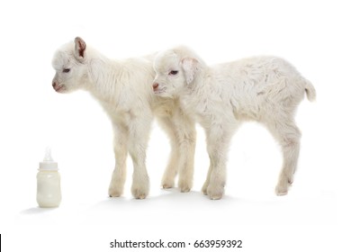 Goat Kid With A Milk Bottle Isolated On White