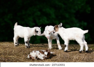 Goat Kids