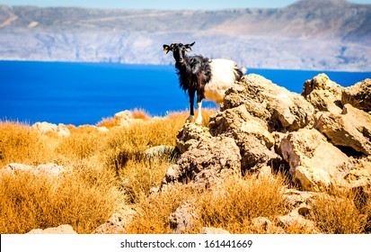 Goat Kri Kri, Crete Against Blue Mediterranean Water