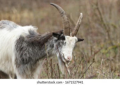 A Goat With Large Horns Feeding On Branches Of A Thorny Hawthorn Bush In Thicket In The UK.