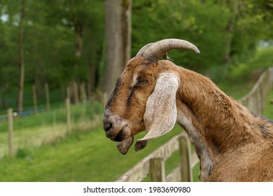 A goat with large horns peers over a fence
