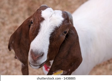 A Goat At A Livestock Show