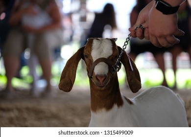 Goat At A Local Goat Show 