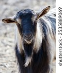 A goat with a long beard and a black and white coat. It has a curious expression on its face