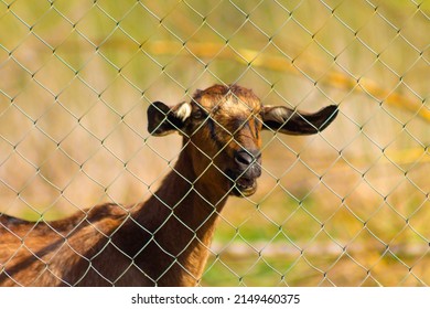 goat with long ears behind a fence. Rural life and tourism concept. funny animal