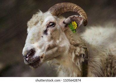 a goat looking