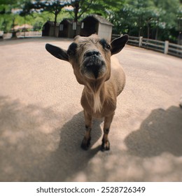 Goat looking at the camera