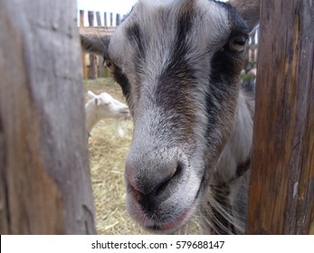 goat looking at the camera
