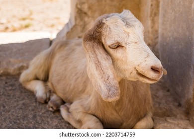 Goat Looking To The Camera Sitting. Cute Goat Face Portrait In Summer Dry Climate