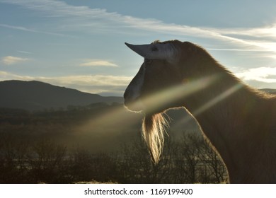 Goat Looking Towards A Fell In The Lake District