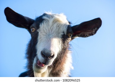 Goat Make Funny Face Stock Photo 1082096525 | Shutterstock